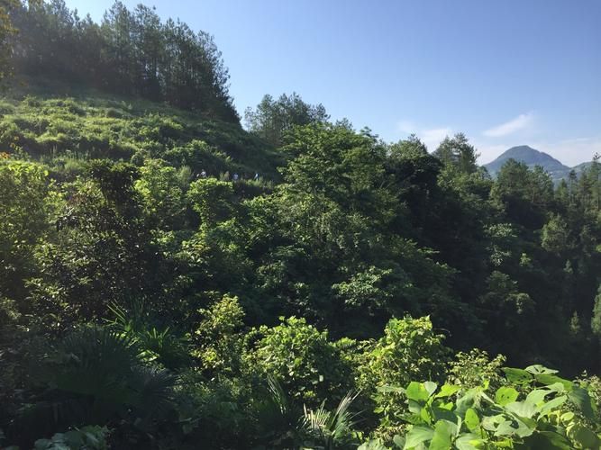 贵州遵义桐梓县最新曲线图表：寻找同轨迹人员(遵义桐梓有疫情吗)