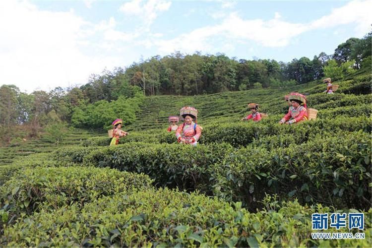 云南丽江华坪县首例核酸阳性来源公布(丽江华坪新闻最新消息)